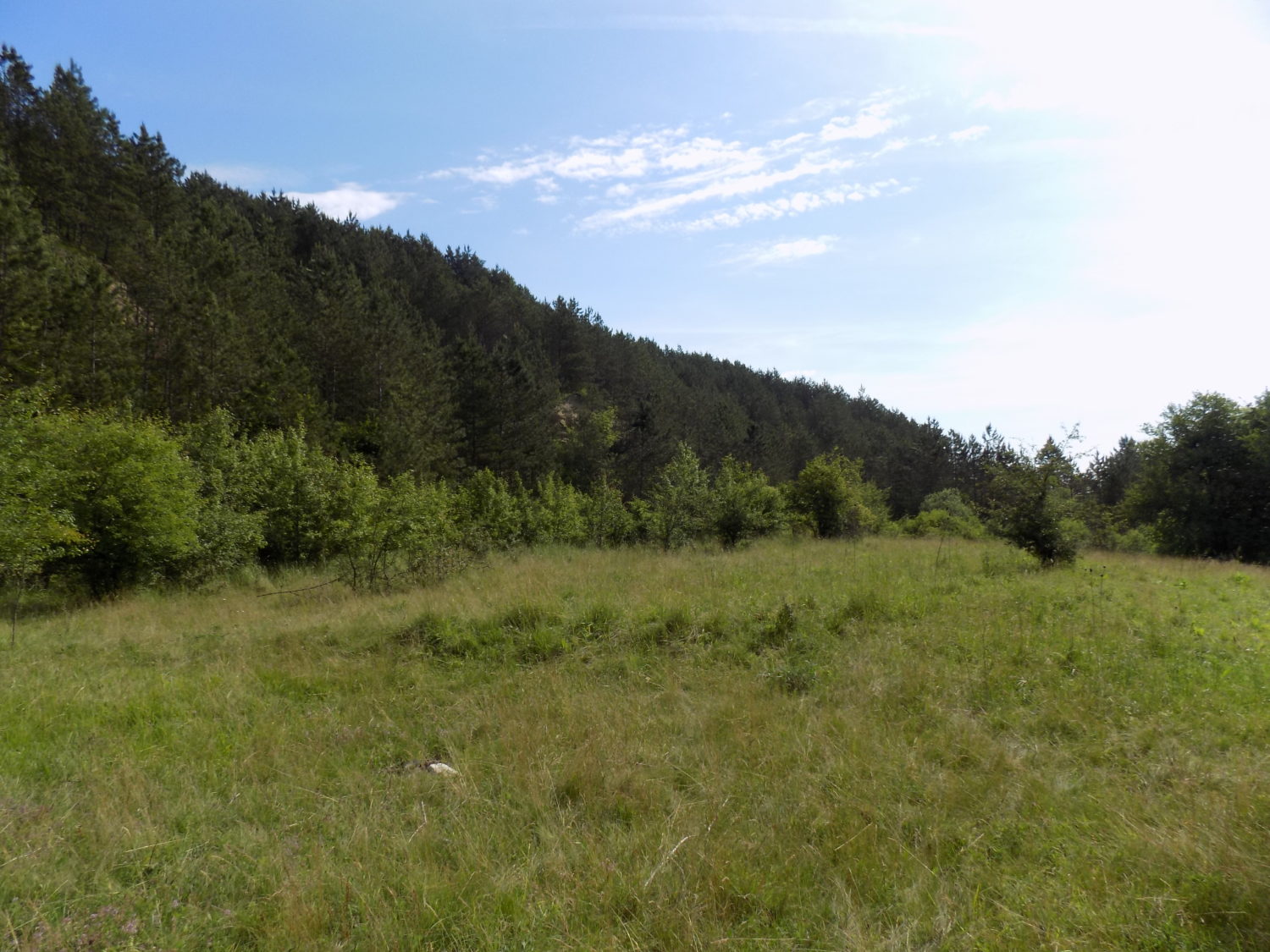 Peisaj natural din Rezervația Naturală Cheile Baciului, cu o pajiște verde și dealuri împădurite, sub un cer senin cu nori ușori.