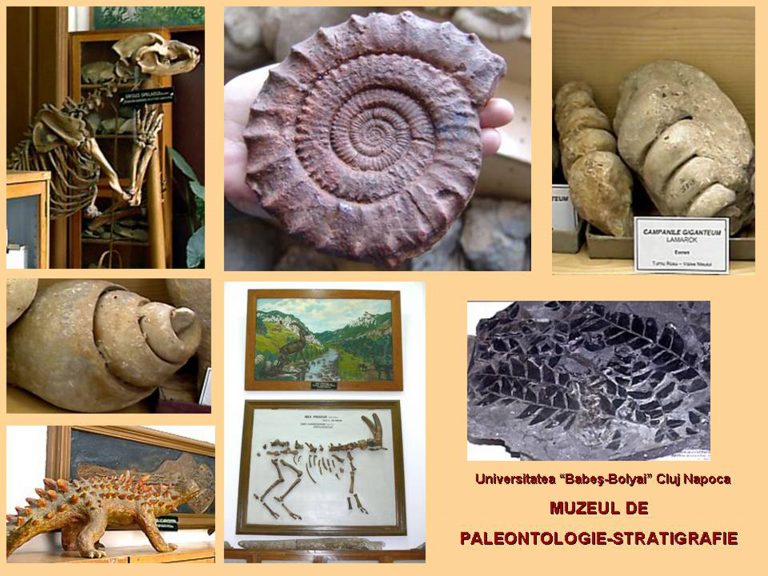 Muzeul de Paleontologie-Stratigrafie -