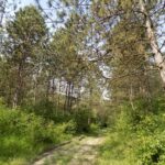 O imagine din Cheile Baciului, evidențiind o stâncă înaltă acoperită parțial de vegetație densă și pădure de conifere, sub un cer senin.