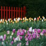 GRĂDINA BOTANICĂ "ALEXANDRU BORZA" (Cluj-Napoca)