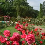 GRĂDINA BOTANICĂ "ALEXANDRU BORZA" (Cluj-Napoca)