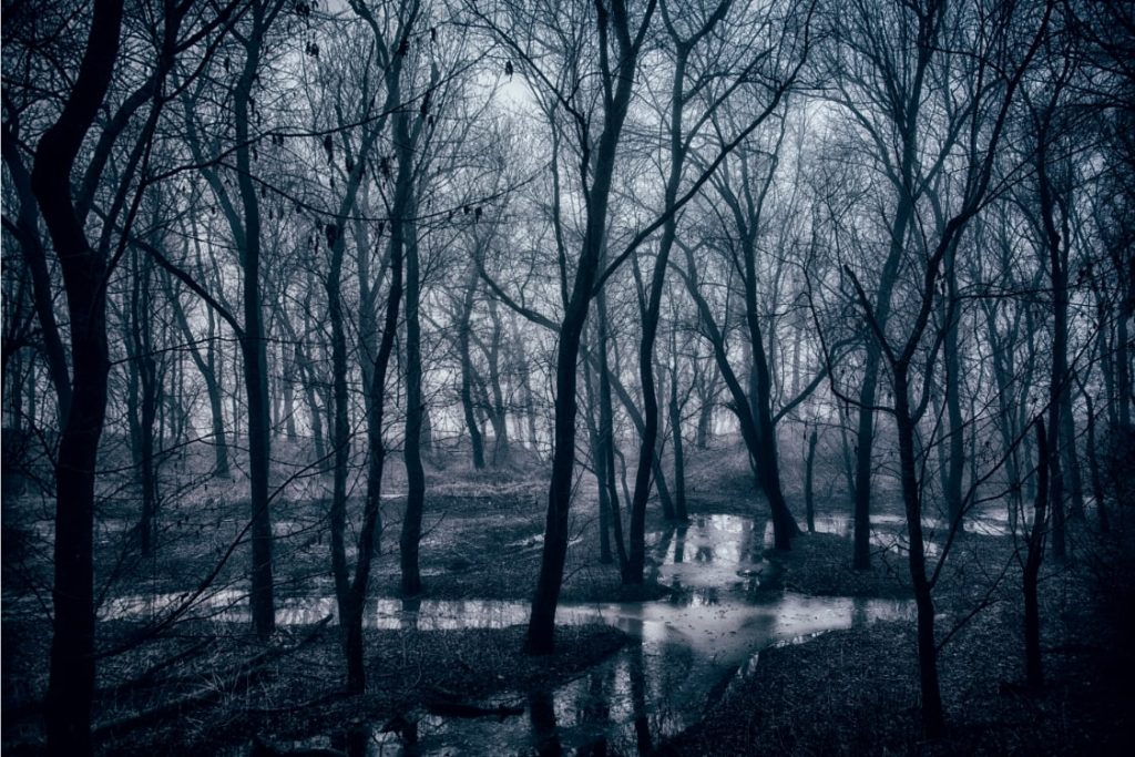Hoia Baciu pădurea învăluită în mister