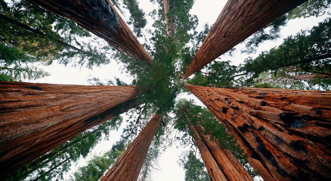 Arborele de sequoia Cluj